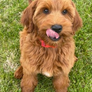 Kelly Noonan Instagram - Welcome to the family, Goldie girl 🐶 

Getting a puppy has been such a growth activator for me. I was already at max capacity for overwhelm and felt like the puppy’s arrival was going to be the straw that broke the camel’s back.  The truth is, she is an angel, and it’s only my residual perfectionism tendencies that continue to break my emotional camel’s back 🙄. Surrender in progress!🤪

We lucked out with this incredible pup. I want to give a huge shout out to Julia at @bountifuldoodles who let me come visit the litter and pick the smallest, sweetest girl. She wasn’t anxious at all and had a precious sweetness about her. We decided to go with a breeder because Riley really wanted a red/brown mini goldendoodle. (I know there are so many furry friends that need rescuing…maybe we will rescue a brother or sister for her next.) 

After we selected her, We sent her to training for two months with @puppystepstraining which was the best decision we ever made. Brad, his wife, and crew of kids, dogs, and beautiful land gave Goldie the most amazing foundation. When we got her at the end of training she was crate trained, potty trained, leash trained, socialized and just had the perfect temperament. Brad actually said Goldie had been his favorite goldendoodle he had ever trained 🤩 I’m so grateful for Brad…he not only trained Goldie, but he trained me how to be a good Alpha dog 🤣 I would say I’ve earned a C  in keeping it all up but, hey, we do our best and we find our way. 

Anyways, that’s the update!  For all you fur parents out there, what is your best advice for me as a new dog mama? Especially holistic hacks to keep Goldie healthy and thriving…please share below! 🙏🏽🩵