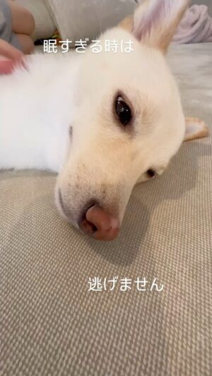 Kenji Yamauchi Instagram - むぎはテンションあがると、噛みます。そしてすまなさそうな顔します。