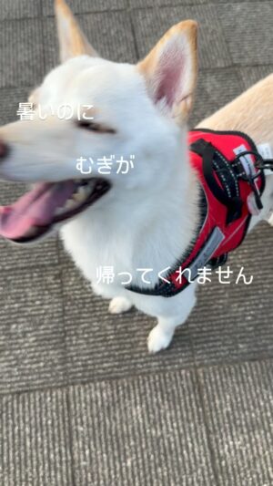 Kenji Yamauchi Instagram - 。
暑すぎて動きたくないのか、まだ遊びたいのか分からないですが、全然帰ってくれませんでした。
私は体温は、体感45度くらいになってました。