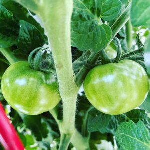 Kerr Smith Instagram - Try growing your own food at home! It’s amazing to bring something from seed to your own plate. #gratitude #kisstheground