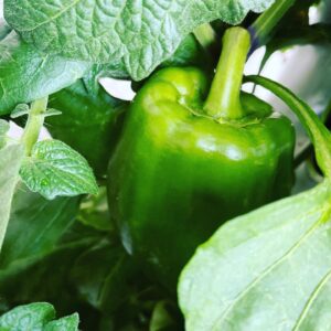 Kerr Smith Instagram - Try growing your own food at home! It’s amazing to bring something from seed to your own plate. #gratitude #kisstheground