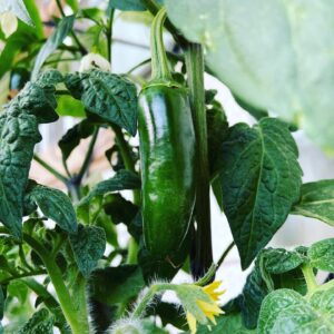 Kerr Smith Instagram - Try growing your own food at home! It’s amazing to bring something from seed to your own plate. #gratitude #kisstheground