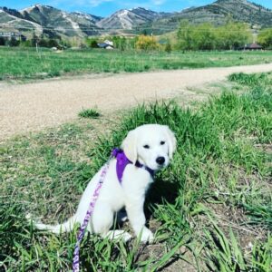 Kerr Smith Instagram - Luna living her #bestlife @terralife_wellness #dogsofinstagram #goldenretrieversofinstagram