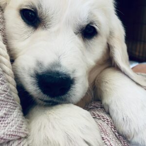 Kerr Smith Instagram - New addition to the family. 😀 #goldenretriever
