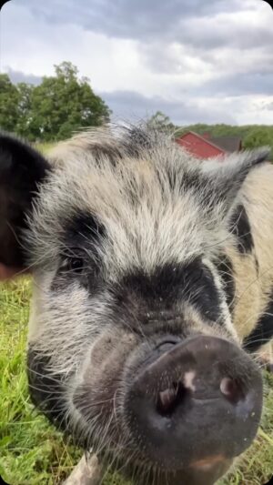 Kevin Bacon Instagram - I’m sorry, June. I love you too. 🐖