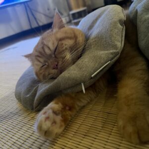 Kim Min-su Instagram - 집사 10일차의 일상