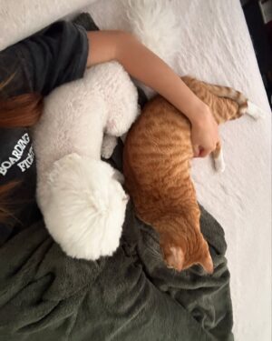 Kira Chan Instagram - 這一個星期的親子照🐱🐶
貓貓們今年越來越痴身🤭
好老實細個完全冇諗過自己會養貓
因為鍾意狗仔熱情啲
但係養咗第一隻貓之後佢就融化咗我🫶🏻
粒子每晚都會過嚟一齊瞓
仲要霸住個手臂🥰
希子就今年開始瞓我右邊枕頭
光子就臨瞓前過嚟張被搓下搓下😂
黐住小新訓🙈
多謝佢哋陪住我每日嘅生活❤️
每日都有幸福既感覺🫂

#小確幸