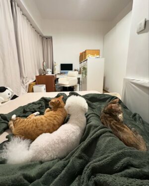Kira Chan Instagram - 這一個星期的親子照🐱🐶
貓貓們今年越來越痴身🤭
好老實細個完全冇諗過自己會養貓
因為鍾意狗仔熱情啲
但係養咗第一隻貓之後佢就融化咗我🫶🏻
粒子每晚都會過嚟一齊瞓
仲要霸住個手臂🥰
希子就今年開始瞓我右邊枕頭
光子就臨瞓前過嚟張被搓下搓下😂
黐住小新訓🙈
多謝佢哋陪住我每日嘅生活❤️
每日都有幸福既感覺🫂

#小確幸