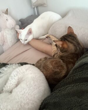 Kira Chan Instagram - 這一個星期的親子照🐱🐶
貓貓們今年越來越痴身🤭
好老實細個完全冇諗過自己會養貓
因為鍾意狗仔熱情啲
但係養咗第一隻貓之後佢就融化咗我🫶🏻
粒子每晚都會過嚟一齊瞓
仲要霸住個手臂🥰
希子就今年開始瞓我右邊枕頭
光子就臨瞓前過嚟張被搓下搓下😂
黐住小新訓🙈
多謝佢哋陪住我每日嘅生活❤️
每日都有幸福既感覺🫂

#小確幸
