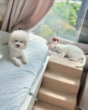 Kira Chan Instagram - 這一個星期的親子照🐱🐶
貓貓們今年越來越痴身🤭
好老實細個完全冇諗過自己會養貓
因為鍾意狗仔熱情啲
但係養咗第一隻貓之後佢就融化咗我🫶🏻
粒子每晚都會過嚟一齊瞓
仲要霸住個手臂🥰
希子就今年開始瞓我右邊枕頭
光子就臨瞓前過嚟張被搓下搓下😂
黐住小新訓🙈
多謝佢哋陪住我每日嘅生活❤️
每日都有幸福既感覺🫂

#小確幸