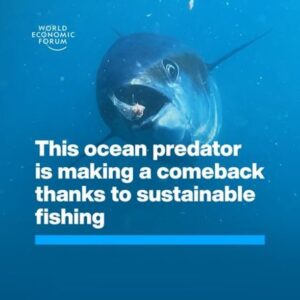 Klaus Schwab Instagram - The Pacific #bluefin tuna has achieved recovery targets 10 years ahead of schedule. 

Friends of Ocean Action are calling for the strengthening of regional fisheries management organizations (RFMOs) as part of a larger call to ‘Bring it All Together’ for the #ocean. Learn more by tapping the link in our bio.

#Fisheries #Overfishing #Sustainability #Tuna