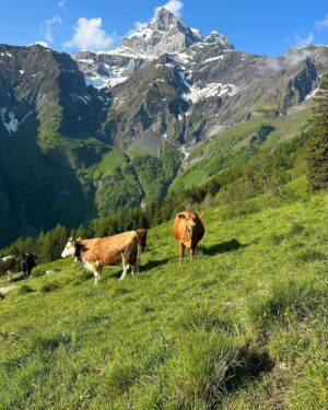 Kraig Adams Instagram - Visiting and hiking in Switzerland. This time to visit my friend Om and celebrate his birthday (his good dog @lego.beagle as well). The event took place at a hut on the 50 mile Tour De Dents Du Midi loop so I did both. This hike tested my experience with edge season snow lingering in the alps here. Video coming soon.