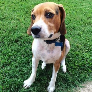 Kyle Greenwood Instagram - Today we said goodbye to our dear sweet Hank as he crossed the rainbow bridge. As heartbreaking as it is, I can’t help but smile at the amazing and joyous memories he’s given us. For almost thirteen years he’s been a source of comfort and strength for our family and it won’t be the same without him. Dogs really are spiritual healers and Hankie-poo earned his wings. Many say “we don’t deserve dogs” and while it’s hard to argue I have to disagree. Humans deserve dogs just like we deserve love, comfort, laughter, loyalty and a belly to rub. Dogs give us all of those things with a wagging tail as bonus. I think dogs might be the best part of humanity. 

Thanks for everything, Hank. Give Shadow’s butt a sniff—you guys will be fast friends. Until we cuddle again.
Your loyal friend forever,
Kyle