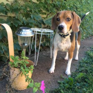 Kyle Greenwood Instagram - Today we said goodbye to our dear sweet Hank as he crossed the rainbow bridge. As heartbreaking as it is, I can’t help but smile at the amazing and joyous memories he’s given us. For almost thirteen years he’s been a source of comfort and strength for our family and it won’t be the same without him. Dogs really are spiritual healers and Hankie-poo earned his wings. Many say “we don’t deserve dogs” and while it’s hard to argue I have to disagree. Humans deserve dogs just like we deserve love, comfort, laughter, loyalty and a belly to rub. Dogs give us all of those things with a wagging tail as bonus. I think dogs might be the best part of humanity. 

Thanks for everything, Hank. Give Shadow’s butt a sniff—you guys will be fast friends. Until we cuddle again.
Your loyal friend forever,
Kyle