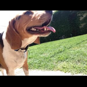 Kyle Greenwood Instagram - Today we said goodbye to our dear sweet Hank as he crossed the rainbow bridge. As heartbreaking as it is, I can’t help but smile at the amazing and joyous memories he’s given us. For almost thirteen years he’s been a source of comfort and strength for our family and it won’t be the same without him. Dogs really are spiritual healers and Hankie-poo earned his wings. Many say “we don’t deserve dogs” and while it’s hard to argue I have to disagree. Humans deserve dogs just like we deserve love, comfort, laughter, loyalty and a belly to rub. Dogs give us all of those things with a wagging tail as bonus. I think dogs might be the best part of humanity. 

Thanks for everything, Hank. Give Shadow’s butt a sniff—you guys will be fast friends. Until we cuddle again.
Your loyal friend forever,
Kyle
