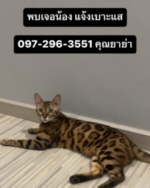 Lanlalin Tejasa Weckx Instagram - ใครพบเห็นน้อง โทรแจ้ง 097-296-3551 คุณยาย่า
ชื่อ “สติ” พันธุ์ เบงกอล เพศผู้ อายุ 3ขวบ
น้องเปิดประตูบานเลื่อนที่บ้านหนีออกไปช่วงเช้าวันนี้
หมู่บ้าน สิริวลัย เลียบคลอง1 ถนน รังสิต-นครนายก
ถ้าเจอ รบกวนอย่าวิ่งไปจับน้องค่ะ เอาขนม หรือ ของเล่นล้อ
แล้วรีบโทรแจ้ง น้องระแวงคนแปลกหน้า และ ขี้กลัว