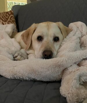 Lauralee Bell Instagram - Such a beautiful Chelsea girl! These posts are always so hard to write but most of you know that we are a dog adoring family! Chelsea crossed over the rainbow bridge!
This amazing girl came into our lives in 2009 when our kids were young. She was part of what we called the OG3. An incredible sister to Couver and Bo and a fearless protector of us who happened to love every morsel of food you gave her!
In 2020 the unthinkable happened and she lost her brothers. Couver to old age and Bo we still don’t understand. It was a big adjustment for all of us and obviously for her but after some time she settled into being the queen of our house.
A little over a year later the puppies came and rocked her world. Definitely gave her a mommy purpose. She trained them so well and has put up with a lot of serious energy and rough play around her!
A positive I have to point out is A YEAR AGO this month, Chelsea had 3 days where she barely would lift her head so our daughter said goodbye before heading to college. She’s a miracle to have hung on with us for a full year longer. 
We will forever love you Chel and our greatest hope is your 2 brothers we’re waiting for you and you play forever together again as the unforgettable OG3 ❤️❤️❤️
