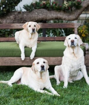 Lauralee Bell Instagram - Such a beautiful Chelsea girl! These posts are always so hard to write but most of you know that we are a dog adoring family! Chelsea crossed over the rainbow bridge!
This amazing girl came into our lives in 2009 when our kids were young. She was part of what we called the OG3. An incredible sister to Couver and Bo and a fearless protector of us who happened to love every morsel of food you gave her!
In 2020 the unthinkable happened and she lost her brothers. Couver to old age and Bo we still don’t understand. It was a big adjustment for all of us and obviously for her but after some time she settled into being the queen of our house.
A little over a year later the puppies came and rocked her world. Definitely gave her a mommy purpose. She trained them so well and has put up with a lot of serious energy and rough play around her!
A positive I have to point out is A YEAR AGO this month, Chelsea had 3 days where she barely would lift her head so our daughter said goodbye before heading to college. She’s a miracle to have hung on with us for a full year longer. 
We will forever love you Chel and our greatest hope is your 2 brothers we’re waiting for you and you play forever together again as the unforgettable OG3 ❤️❤️❤️