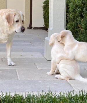 Lauralee Bell Instagram - Such a beautiful Chelsea girl! These posts are always so hard to write but most of you know that we are a dog adoring family! Chelsea crossed over the rainbow bridge!
This amazing girl came into our lives in 2009 when our kids were young. She was part of what we called the OG3. An incredible sister to Couver and Bo and a fearless protector of us who happened to love every morsel of food you gave her!
In 2020 the unthinkable happened and she lost her brothers. Couver to old age and Bo we still don’t understand. It was a big adjustment for all of us and obviously for her but after some time she settled into being the queen of our house.
A little over a year later the puppies came and rocked her world. Definitely gave her a mommy purpose. She trained them so well and has put up with a lot of serious energy and rough play around her!
A positive I have to point out is A YEAR AGO this month, Chelsea had 3 days where she barely would lift her head so our daughter said goodbye before heading to college. She’s a miracle to have hung on with us for a full year longer. 
We will forever love you Chel and our greatest hope is your 2 brothers we’re waiting for you and you play forever together again as the unforgettable OG3 ❤️❤️❤️