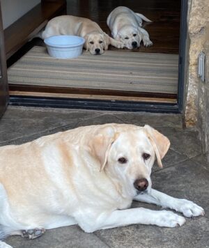 Lauralee Bell Instagram - Such a beautiful Chelsea girl! These posts are always so hard to write but most of you know that we are a dog adoring family! Chelsea crossed over the rainbow bridge!
This amazing girl came into our lives in 2009 when our kids were young. She was part of what we called the OG3. An incredible sister to Couver and Bo and a fearless protector of us who happened to love every morsel of food you gave her!
In 2020 the unthinkable happened and she lost her brothers. Couver to old age and Bo we still don’t understand. It was a big adjustment for all of us and obviously for her but after some time she settled into being the queen of our house.
A little over a year later the puppies came and rocked her world. Definitely gave her a mommy purpose. She trained them so well and has put up with a lot of serious energy and rough play around her!
A positive I have to point out is A YEAR AGO this month, Chelsea had 3 days where she barely would lift her head so our daughter said goodbye before heading to college. She’s a miracle to have hung on with us for a full year longer. 
We will forever love you Chel and our greatest hope is your 2 brothers we’re waiting for you and you play forever together again as the unforgettable OG3 ❤️❤️❤️