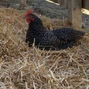 Lea Thompson Instagram - We had to put our beautiful Nordic down. He was over 34 years old. A very wise old man. And what a good friend he was. We took care of each other. He was always getting tummy aches so we would have to walk him. He made us laugh when he would walk by the kitchen window. He was safe and calm and loving. I am so glad to have shared our lives. My Howie took such care of him until he just couldn’t get up. Animals teach us so much. It’s love. Dignity. Grace. And compassion. Give you pet and extra scratch today!!!