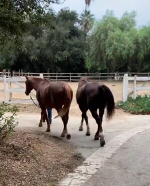 Lea Thompson Instagram - We had to put our beautiful Nordic down. He was over 34 years old. A very wise old man. And what a good friend he was. We took care of each other. He was always getting tummy aches so we would have to walk him. He made us laugh when he would walk by the kitchen window. He was safe and calm and loving. I am so glad to have shared our lives. My Howie took such care of him until he just couldn’t get up. Animals teach us so much. It’s love. Dignity. Grace. And compassion. Give you pet and extra scratch today!!!