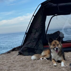 Lee Ki-woo Instagram - ⛺️
사랑한다 요녀석들!!
얼마만의 백패킹이야!!
오히려 두 녀석 때문에 힘이 난다는 사실👍🏻

#가족캠핑 #반려견동반여행 #백패킹 
#취미포기못해 #좋은사람들과 #착한강아지들과
#사지마세요입양하세요 #견종차별금지