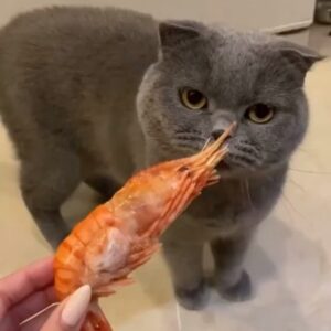 Lena Headey Instagram - @my_cat_baron ... 😂😂😂