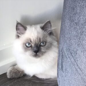 Leo Yılmaz Instagram - My baby boy Mochi #mybaby #persiancat #bonbon #kedi #leoyilmaz