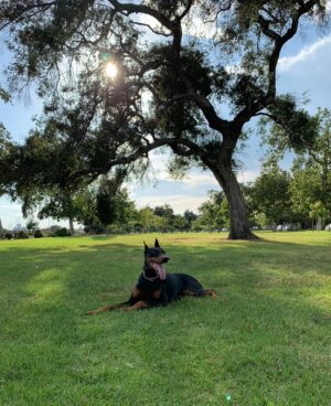 Leona Lewis Instagram - I don’t really know where to begin…I’m heartbroken. I had to say goodbye to my little Forrest, my best friend through so many phases of my life. I had only just gotten to the point of being able to talk about the loss of Zion, my beautiful Doberman who passed away 2 years ago. It was only 2 weeks after the birth of Carmel so it was very difficult to process the pain of losing him at that point. Forrest and Zion were two of the most precious gifts and I’m so grateful for each day I got to spend with them. My studio companions, my protectors from squirrels, my snuggle buddies, my baby boys. Life will never be the same without you but I still feel you around me and I know you are with each other laying by a window in that little bit of sunlight you both loved so much. Forever grateful I got to be your earth mama and thank you for opening up my heart with your love ❤️