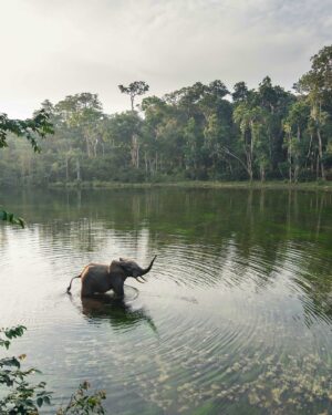 Leonardo DiCaprio Instagram - Over 700 new Key Biodiversity Areas have been identified in the Tropical Andes and Congo Basin, helping safeguard two of the most biologically diverse regions in the world.

This remarkable achievement, funded by the @bezosearthfund, has resulted in the identification of 719 Key Biodiversity Areas across seven countries in the Tropical Andes and Congo Basin regions. From deserts to the middle of the ocean, Key Biodiversity Areas are essential for the planet’s overall health and the persistence of #biodiversity.

Indigenous Peoples were actively involved in the KBA identification process, and these efforts involved additional collaborations between national and local governments, local communities, and experts. My organization @rewild is one of 13 organizations in the KBA Partnership and supports the many countries interested in using KBAs as priority sites for conservation and management.

Visit the link in bio to learn more about these newly identified KBAs.

Photo credit: 1. K.de Nobrega WCS, 2. Alejandro Lopez, 3. Rob Wallace WCS, 4. Daniel Alarcon, 5. E Zevallos, 6. Rob Wallace WCS, 7. Adrian Torres