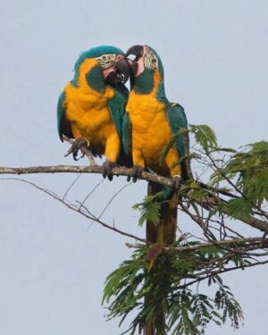Leonardo DiCaprio Instagram - Over 700 new Key Biodiversity Areas have been identified in the Tropical Andes and Congo Basin, helping safeguard two of the most biologically diverse regions in the world.

This remarkable achievement, funded by the @bezosearthfund, has resulted in the identification of 719 Key Biodiversity Areas across seven countries in the Tropical Andes and Congo Basin regions. From deserts to the middle of the ocean, Key Biodiversity Areas are essential for the planet’s overall health and the persistence of #biodiversity.

Indigenous Peoples were actively involved in the KBA identification process, and these efforts involved additional collaborations between national and local governments, local communities, and experts. My organization @rewild is one of 13 organizations in the KBA Partnership and supports the many countries interested in using KBAs as priority sites for conservation and management.

Visit the link in bio to learn more about these newly identified KBAs.

Photo credit: 1. K.de Nobrega WCS, 2. Alejandro Lopez, 3. Rob Wallace WCS, 4. Daniel Alarcon, 5. E Zevallos, 6. Rob Wallace WCS, 7. Adrian Torres