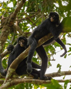 Leonardo DiCaprio Instagram - Over 700 new Key Biodiversity Areas have been identified in the Tropical Andes and Congo Basin, helping safeguard two of the most biologically diverse regions in the world.

This remarkable achievement, funded by the @bezosearthfund, has resulted in the identification of 719 Key Biodiversity Areas across seven countries in the Tropical Andes and Congo Basin regions. From deserts to the middle of the ocean, Key Biodiversity Areas are essential for the planet’s overall health and the persistence of #biodiversity.

Indigenous Peoples were actively involved in the KBA identification process, and these efforts involved additional collaborations between national and local governments, local communities, and experts. My organization @rewild is one of 13 organizations in the KBA Partnership and supports the many countries interested in using KBAs as priority sites for conservation and management.

Visit the link in bio to learn more about these newly identified KBAs.

Photo credit: 1. K.de Nobrega WCS, 2. Alejandro Lopez, 3. Rob Wallace WCS, 4. Daniel Alarcon, 5. E Zevallos, 6. Rob Wallace WCS, 7. Adrian Torres