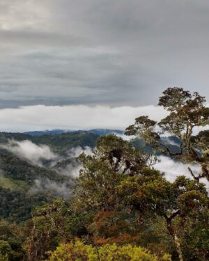 Leonardo DiCaprio Instagram - Over 700 new Key Biodiversity Areas have been identified in the Tropical Andes and Congo Basin, helping safeguard two of the most biologically diverse regions in the world.

This remarkable achievement, funded by the @bezosearthfund, has resulted in the identification of 719 Key Biodiversity Areas across seven countries in the Tropical Andes and Congo Basin regions. From deserts to the middle of the ocean, Key Biodiversity Areas are essential for the planet’s overall health and the persistence of #biodiversity.

Indigenous Peoples were actively involved in the KBA identification process, and these efforts involved additional collaborations between national and local governments, local communities, and experts. My organization @rewild is one of 13 organizations in the KBA Partnership and supports the many countries interested in using KBAs as priority sites for conservation and management.

Visit the link in bio to learn more about these newly identified KBAs.

Photo credit: 1. K.de Nobrega WCS, 2. Alejandro Lopez, 3. Rob Wallace WCS, 4. Daniel Alarcon, 5. E Zevallos, 6. Rob Wallace WCS, 7. Adrian Torres