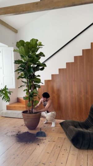 Leonardo Marques Instagram - [🪟HOME] - PLANT WITH ME A FICUS IYRATA - My living room had already a Philodendron and an Euphorbia but as I’m waiting for my round dining table to arrive and I wanted to have a plant on each side of it I knew I needed to get one of my favorite plants in the world: a Ficus Iyrata. So I contacted @superbotanica and I got a huge one. How cute is sheeee? 🥹🌱❤️