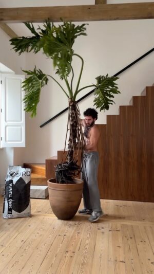 Leonardo Marques Instagram - [🪟HOME] - GARDENING SESSION - After my paternal grandmother gifted me my 4.5 meters euphorbia (the internet bashed me for calling it a cactus 😂), my maternal grandmother gifted me this 2.2 meters philodendron selloum 🌱. I bought a Portuguese flowerpot to match it and the work is done. My living room is becoming a forest 😂