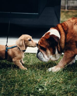Lewis Hamilton Instagram - Dog dads