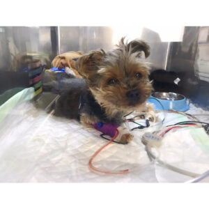 Li Jun Li Instagram - Happiest birthday my little man, @toto_knows, who underwent #openheart bypass surgery for his #mitralvalvedisease one month ago. Thanks to Dr. Masami Uechi, Dr. Sabine and Dr. Bozon, their team at the @clinique_veterinaire_bozon, and the @mightyheartsproject, ToTo is able to celebrate his 11th birthday today, and many many more to come. 🐶❤️🎂🎈🎉 #mvd #heartdisease #yorkie #dogsofinstagram
