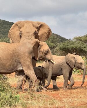 Lily James Instagram - I am proud to support @spaceforgiants ‘Protect their Pathways’ Campaign this World Elephant Day. 
 
During my time with the SFG team, I learned how many threats elephants face from habitat loss to that forces them to compete for resources and the land they call home. Without urgent protection, we risk losing them forever.
Your support - no matter how big or small - can make a real difference in protecting these incredible creatures. 

Link in my bio 

Thank you so much x