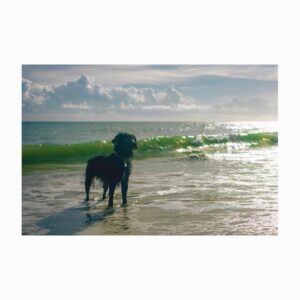 Lio Tipton Instagram - Sea Wolf
