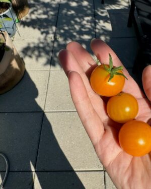 Lo Bosworth Instagram - Live Más 🌮🍅🌆