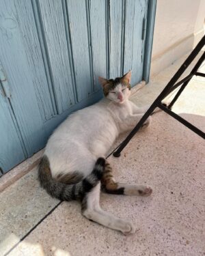 Lola Le Lann Instagram - ESSAOUIRA 💙🩵🤍

1. Villa Beldi
2. Taxi Diabat
3. 🐟 
4. Baby Msemmen  
5. Joutia 
6. Mon 1e tapis
7. 🐦 en émeute
