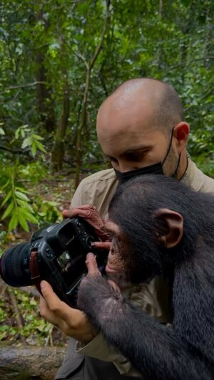 Lorraine Kelly Instagram - This is magical !! The world can be scary sometimes - but let’s find joy where we can!! Thank you @jcpieri  #beautiful #joy #happiness #curiosity #chimpanzees #bright #clever