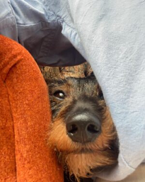Lorraine Kelly Instagram - @rubyisasausage says peek a boo!