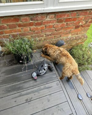 Lorraine Kelly Instagram - In the fearsome battle of Angus versus the Puffin there can only be one winner 😂. #terrier #cheeky #puffin #borderterrier  thanks for pic @stevewhite94