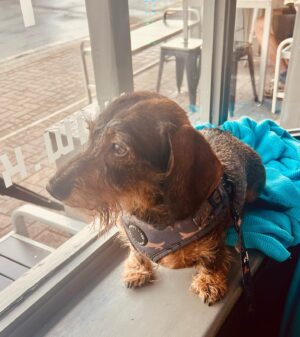Lorraine Kelly Instagram - “How much is that doggie in the window”? @rubyisasausage enjoying the pub #cute #adorable