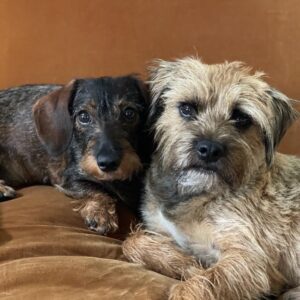 Lorraine Kelly Instagram - Morning from these two scamps. Angus and @rubyisasausage  Full of mischief and shenanigans #cute #funny #dogsofinstagram #angels #love #borderterrier #sausagedog