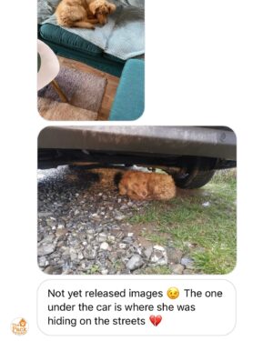 Lucie Donlan Instagram - How it started VS how it’s going with our beautiful rescued girlie 🐕 🐾 

We are so proud of our Bunny and how far she has come since we got her, three years have flown by since we rescued her from the streets of Romania through the @thepackprojectuk . Bunny is the dog we both always dreamt of having, she is so special and loved. If you are thinking of getting a dog please adopt and don’t shop! 

By rescuing Bunny we were making a free space at the rescue centre for another street dog that deserves to be taken care of.