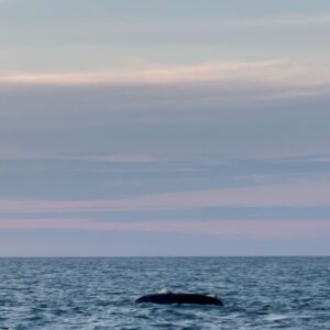 Lucie Rhéaume Instagram - Quelques instants de l’une de mes soirées préférées de notre semaine de navigation en mer: un coucher de soleil exceptionnel combiné avec une mer parfaitement calme sur les côtes isolées de Miquelon.⛵️ Une chose est certaine: je ne m’attendais absolument pas à découvrir des paysages d’une si grande beauté ici sur les côtes Est du Canada. Ça me donne hâte / envie d’explorer plus en profondeur ce secteur isolé. Qui ici connait cette région? Avez-vous des recommandations?🌊