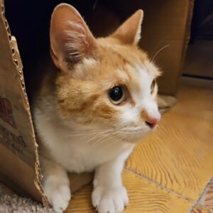 Luis Alberti Instagram - Sí!!... es maikito, ese gato que tiene todos los poderes desde su caja de cartón!!!